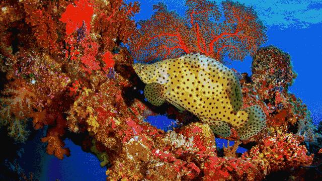 从A到Z，帕劳这个海岛国家远比你想象中更精彩