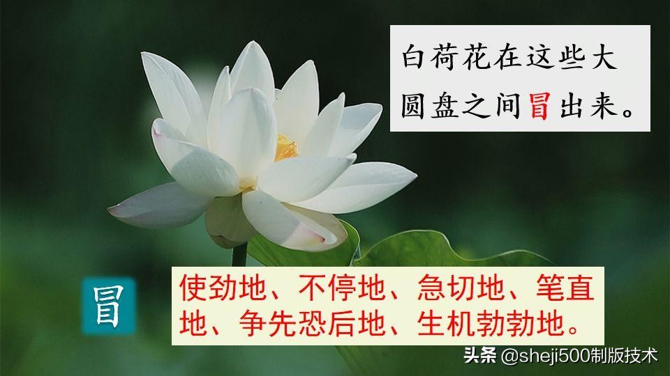 部编版三年级下册语文3荷花讲解,三年级下册部编语文荷花教学视频