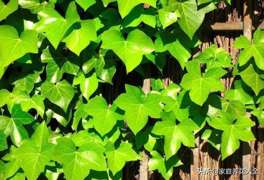 适合室内种植的爬藤植物有哪些,适合室内种植爬藤植物