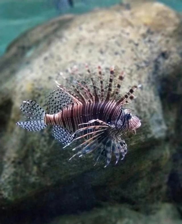 烟台自由行路线,威海烟台旅游攻略