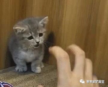 你家猫咪抑郁了？一文告诉你如何测试和应对猫咪抑郁症