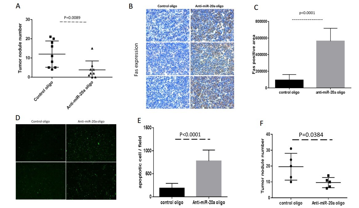 美国学者发现miR-20a可以治疗性地靶向抑制骨肉瘤细胞肺转移