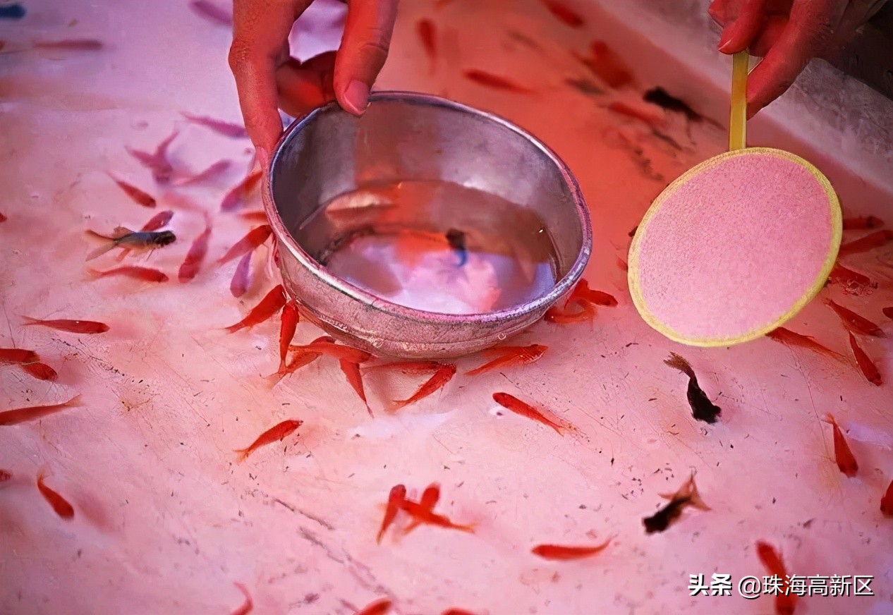 开市啦完整视频,开市啦生鲜早市特惠商品播报