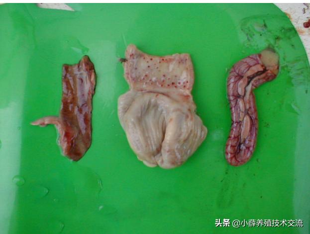 家禽腺肌胃炎最佳治疗方法,蛋鸡腺肌胃炎严重怎么治疗