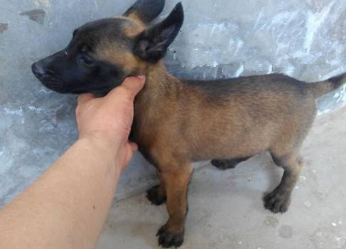 最好的马犬有哪些特点,马犬最成功的犬种