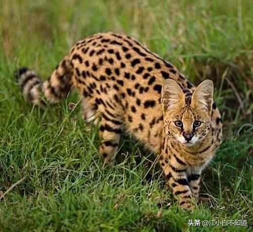 狞猫和蜜獾干架,蜜獾为啥怕狞猫