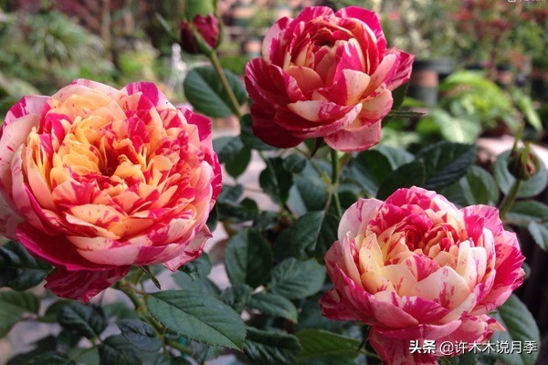 切花大全100种,鲜花大全50种花的花语