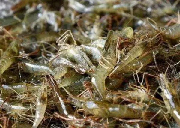 养什么虾最赚钱又好养,关于养虾的问题及解决方法