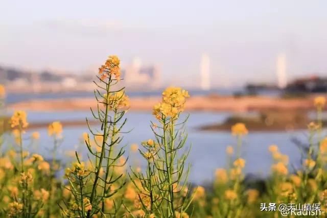 昌吉市最新城市发展规划,乌鲁木齐和昌吉是否相邻