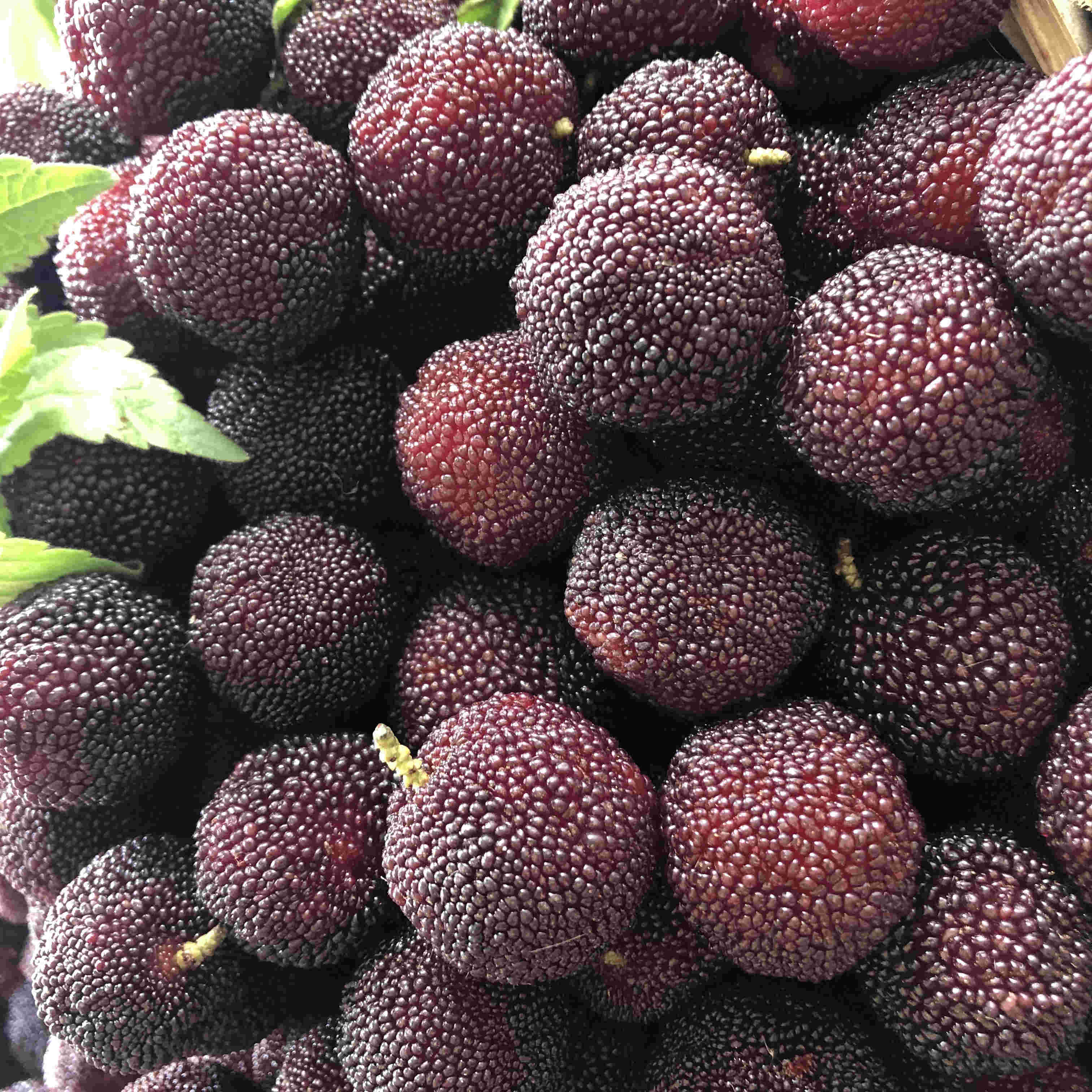 杨梅直接吃怎样才不酸,杨梅怎么泡杨梅酒