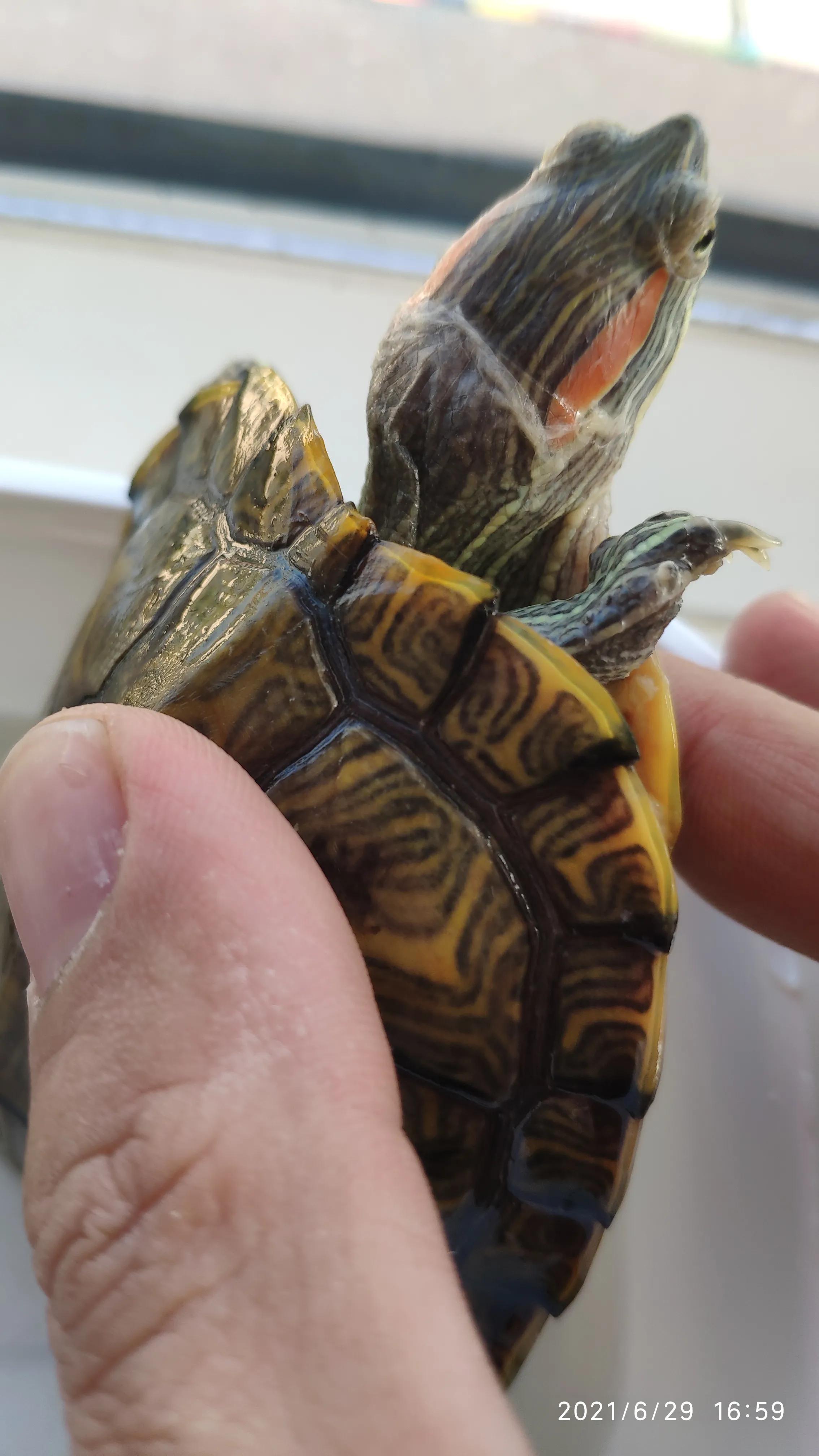 巴西龟不吃龟粮该怎么办,巴西龟不吃东西最多能活多久