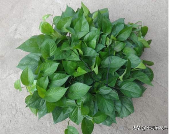 绿萝黄叶怎么办用什么方法补救,绿萝黄叶怎么办什么原因