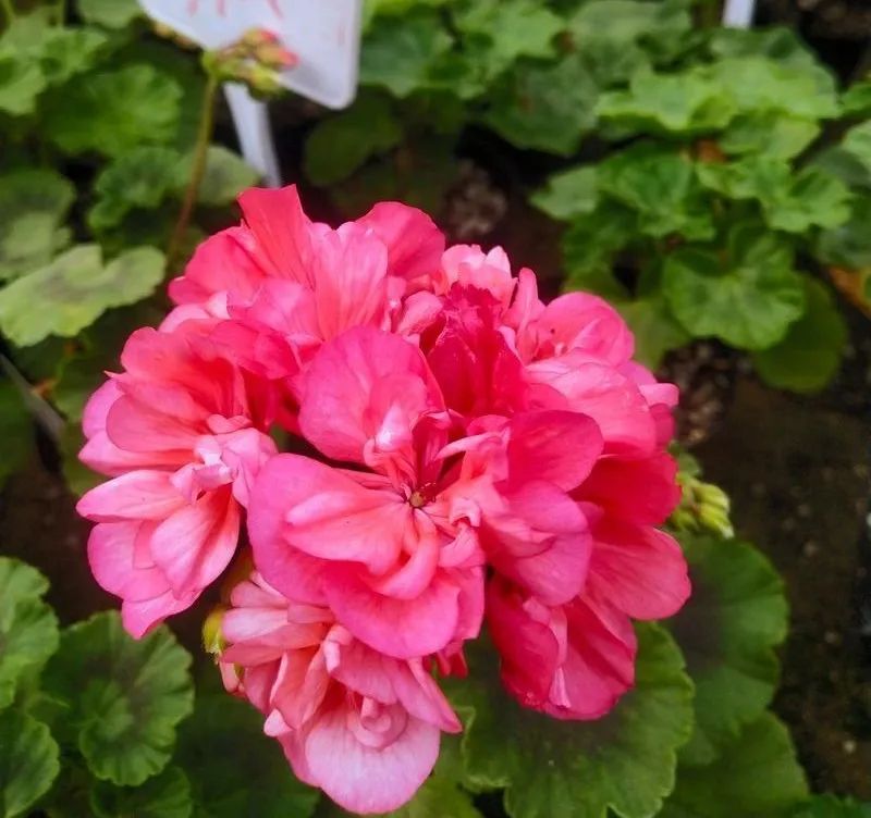 这种花别乱浇水水越多越不开花,这种花不怕冷好养易活