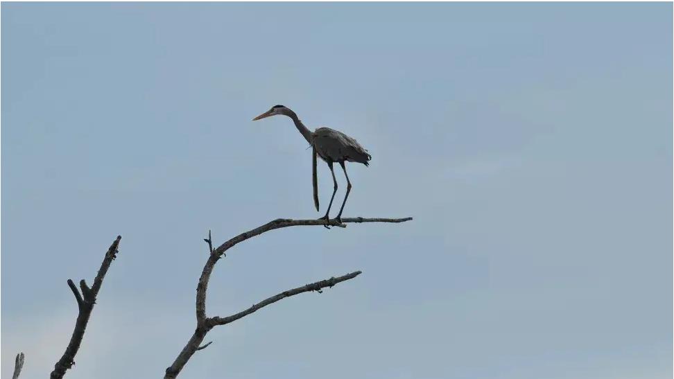 吃货的崇拜：土龙是王子，也是土匪头子