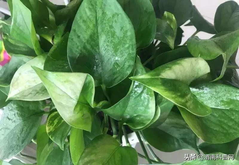 妞嶇墿鍡栧棖闀跨垎鐩嗕笉榛勫彾,鍏绘鐗╀竴涓槦鏈熶笉姝荤殑绉樻柟