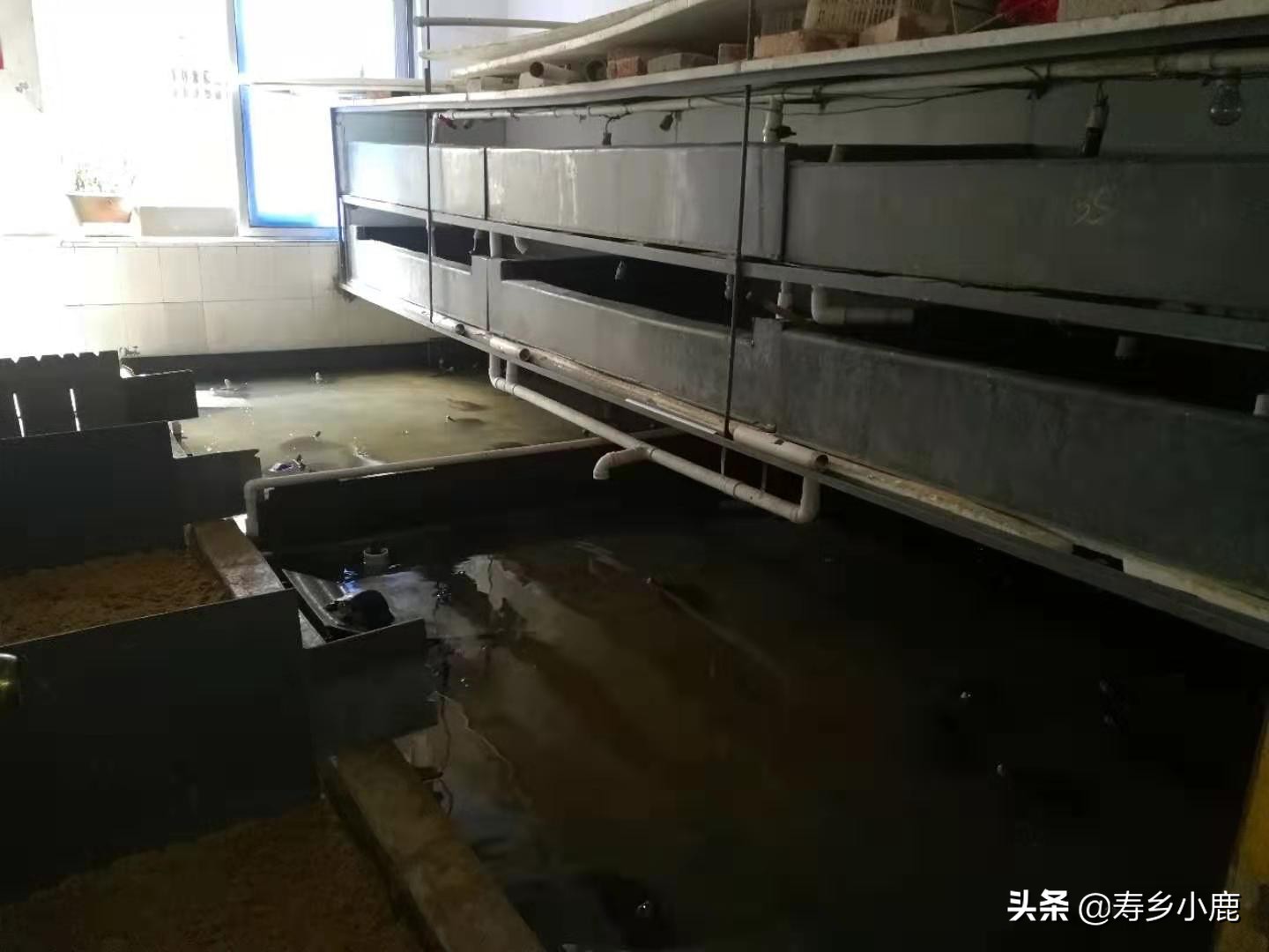 石金钱龟价格暴涨和暴跌的背后，真正的推手是谁？帮凶是谁？