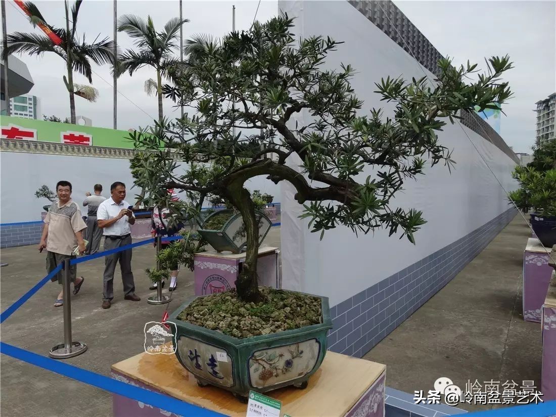 罗汉松盆景开运招财，非其莫属！清风雅韵，当之无愧！