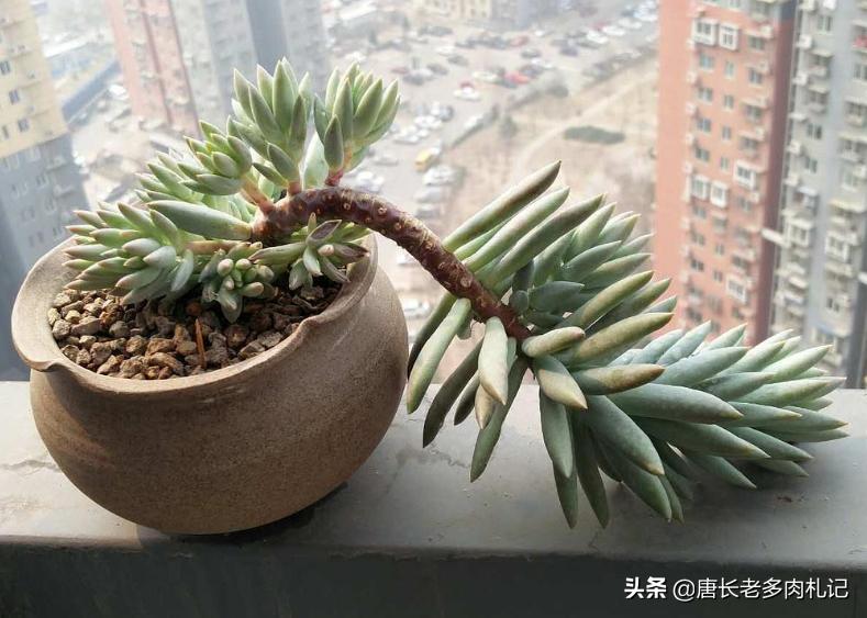 多肉千佛手小老桩,多肉千佛手老桩