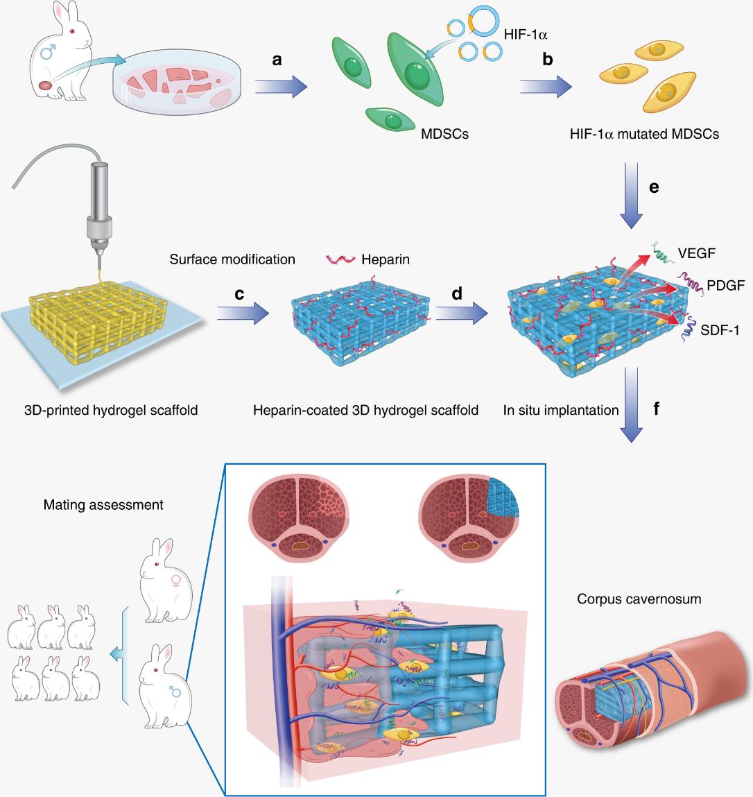 3D打印结合干细胞技术，重建海绵体损伤，恢复雄兔生育功能