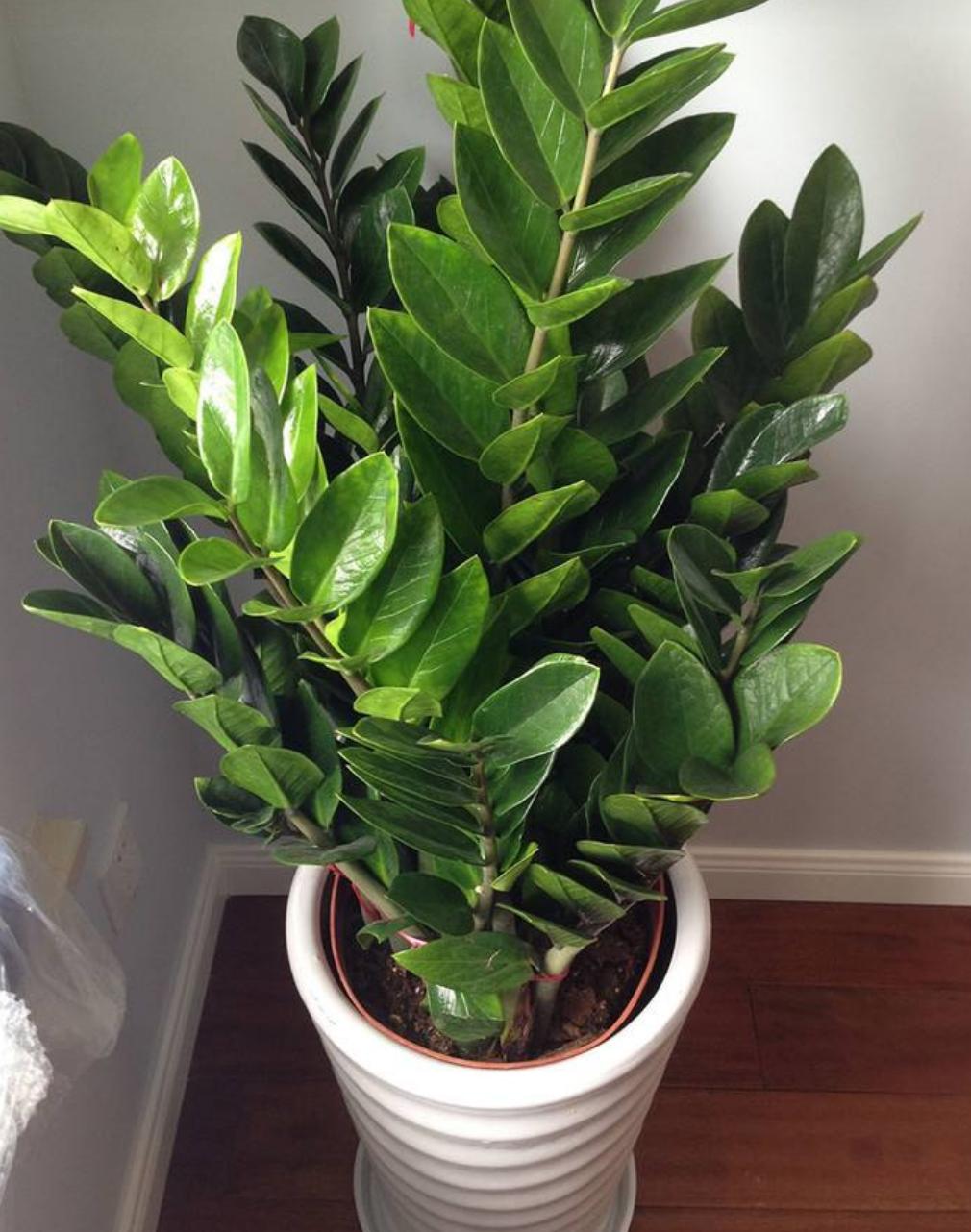 为什么金钱树养着养着就黄叶了,金钱树黄叶烂根怎么补救