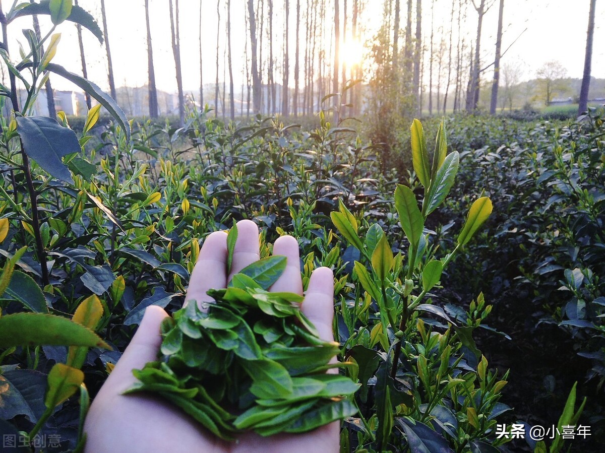 中国名茶六安瓜片得名是因为,六安瓜片属于什么茶十大名茶