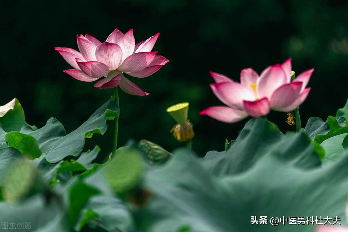 三高伴有阳虚怎么样调理,三高型肾虚吃什么药