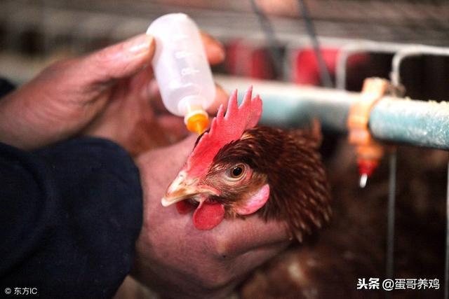鸡瘟的防治,鸡瘟对养鸡人有害么
