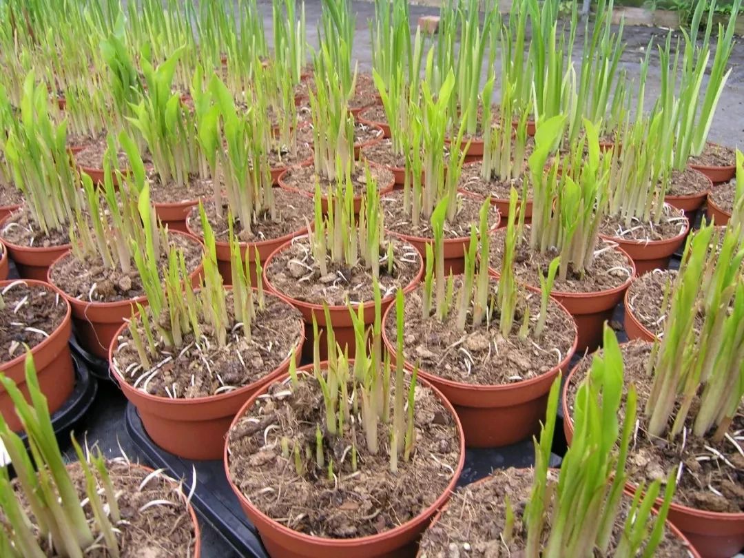 马蹄莲种球选择技巧及其种植方法,马蹄莲的种球种植方法和注意事项