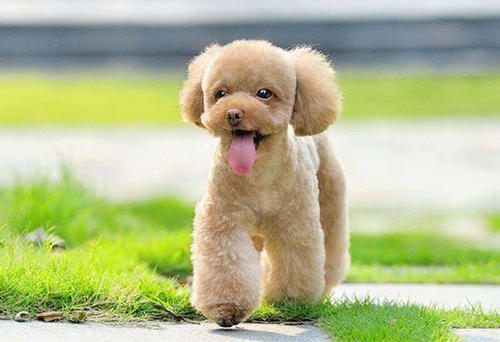 成年贵宾犬标准体重,贵宾犬一般最重是多少斤