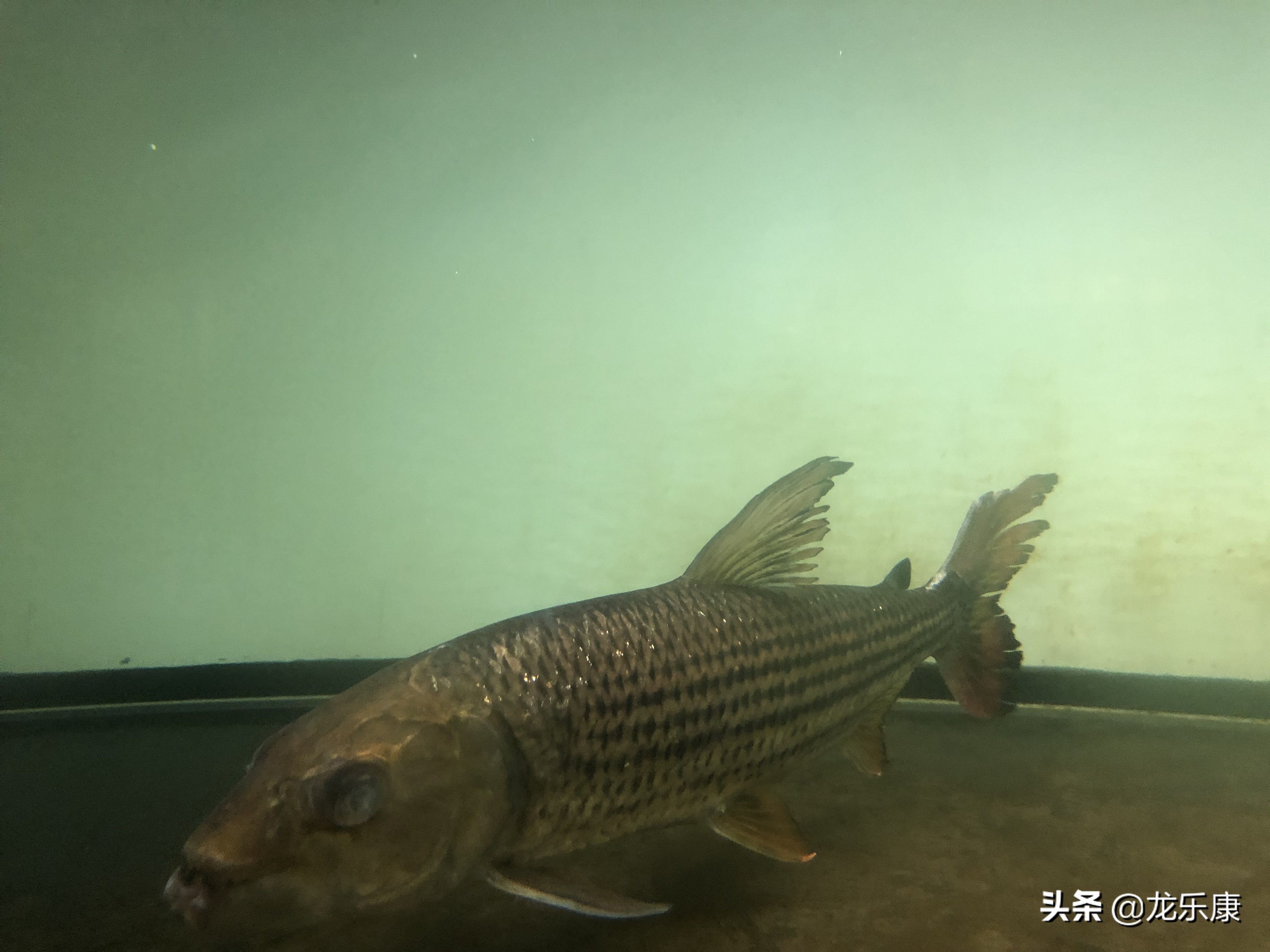 龙鱼沉尾怎么回事,龙鱼一开灯就喜欢咬尾