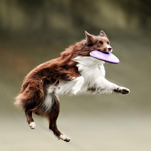 为什么边牧当不了导盲犬,为什么说边牧的智商排第一