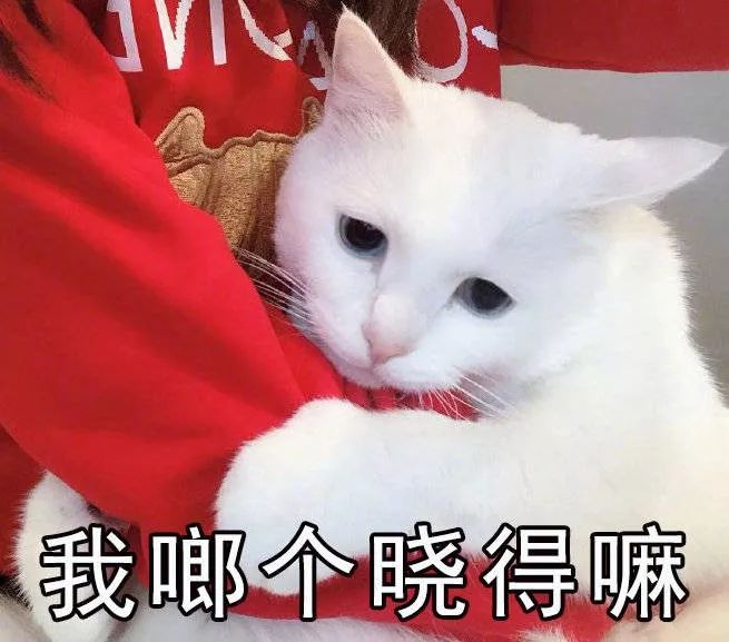 老一辈的猫长肿瘤了怎么办,猫咪身体里长了个肿瘤