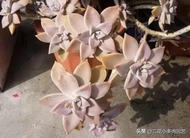 365种·常见花卉图谱，观果和多肉植物收藏篇