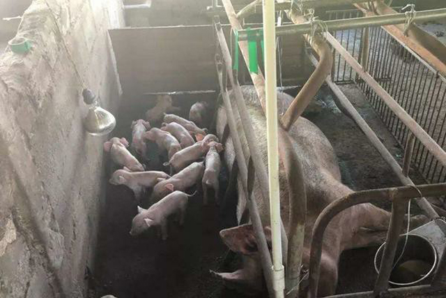 母猪下仔最快的方法,母猪产崽慢怎样解决
