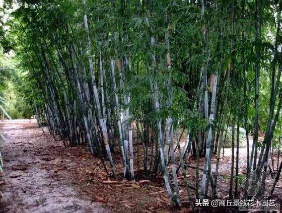 竹子大全,各种竹子大全