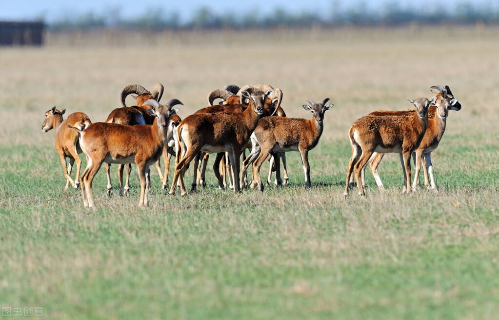 动物老了没生存能力了去哪了,动物如何报答养育之恩
