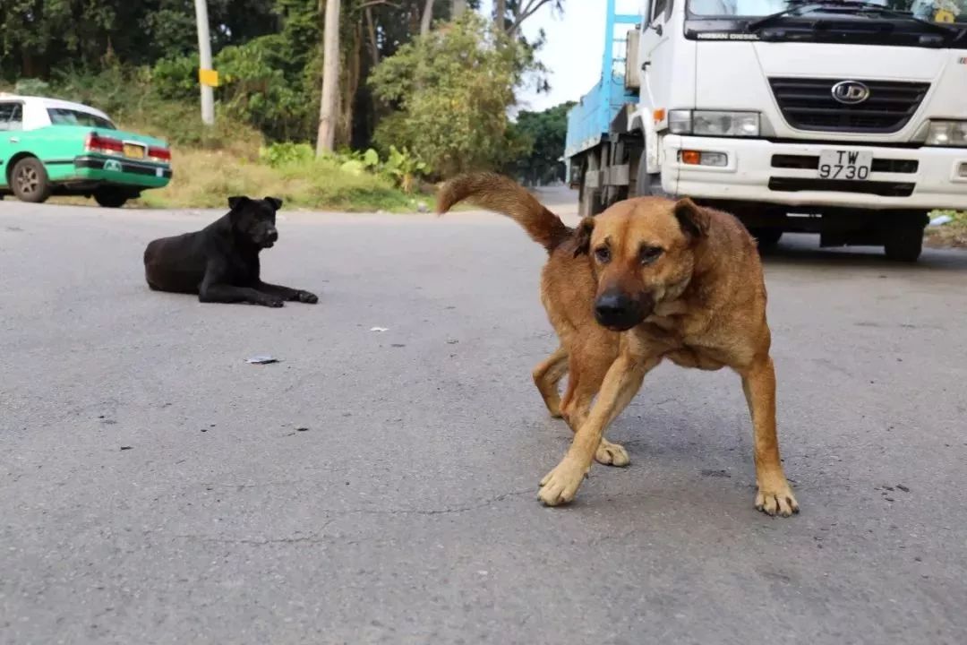 辟谣狗狗每年不需要打预防针,辟谣狗狗近亲