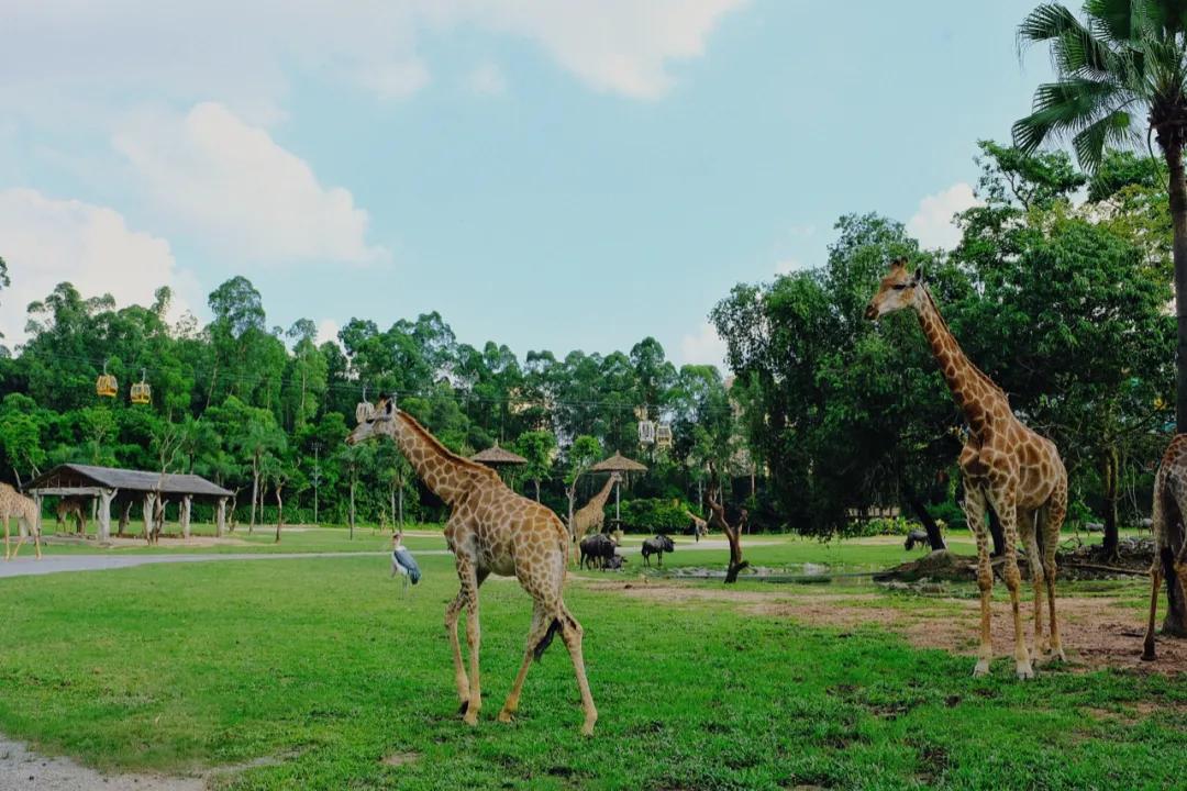 广州长隆购买攻略,广州长隆游玩攻略必买