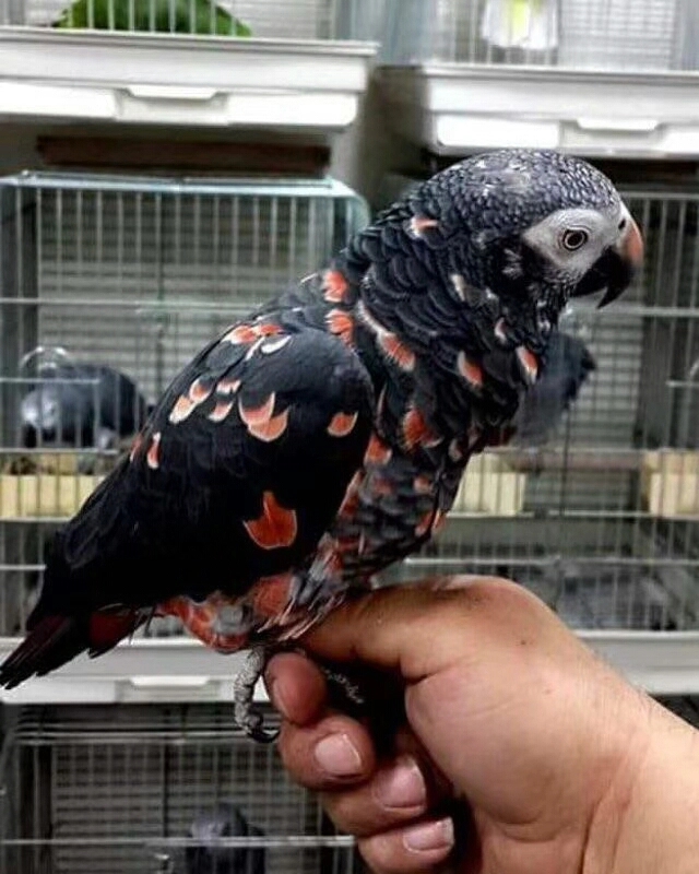 灰鹦鹉有可能过了5年说话吗,灰鹦鹉两个品种有什么不一样