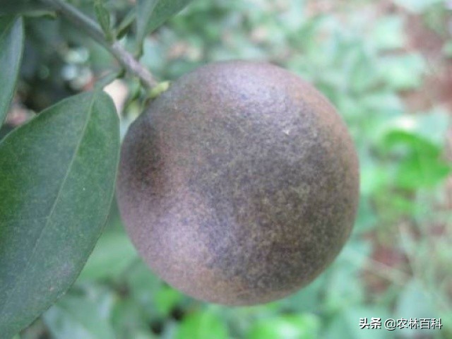 柑橘锈壁虱特效药配方,柑橘锈壁虱防治最佳时段是哪个月