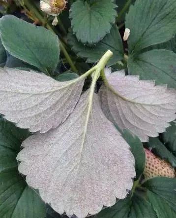 蓟马螨虫红蜘蛛蚜虫,四季豆蓟马红蜘蛛蚜虫要打什么药