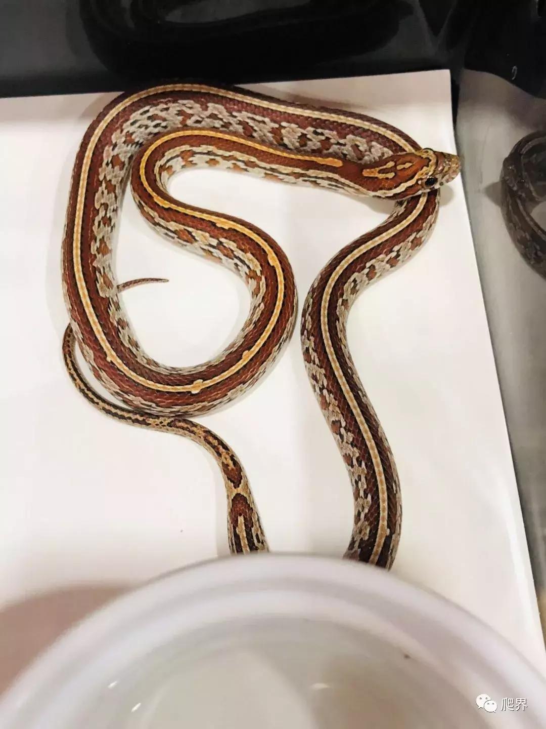 湛江爬宠店,深圳爬宠店在哪里