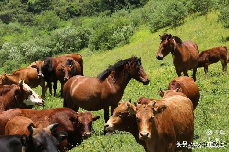 汉中圈子崖天坑,汉中镇巴圈子崖天坑旅游攻略