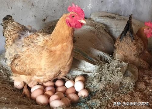 预防鸡吃蛋,防鸡吃蛋的办法有什么