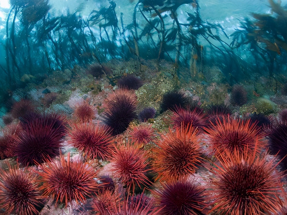 三亚海胆几月份吃最佳,海南这个季节的海胆没有肉么