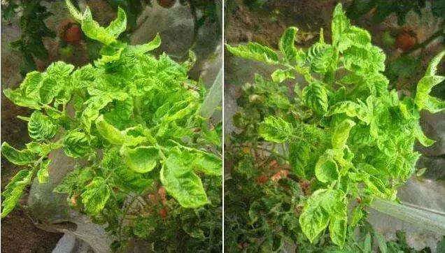 植物癌症病毒怎么防治,植物病毒病最佳治愈方法