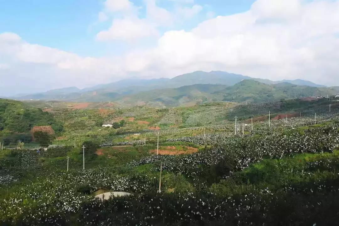 辰颐物语甜橙胶原蛋白,辰颐物语蜜糖