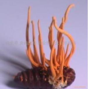 除了虫草还有什么补品,虫草跟冬虫夏草有什么区别