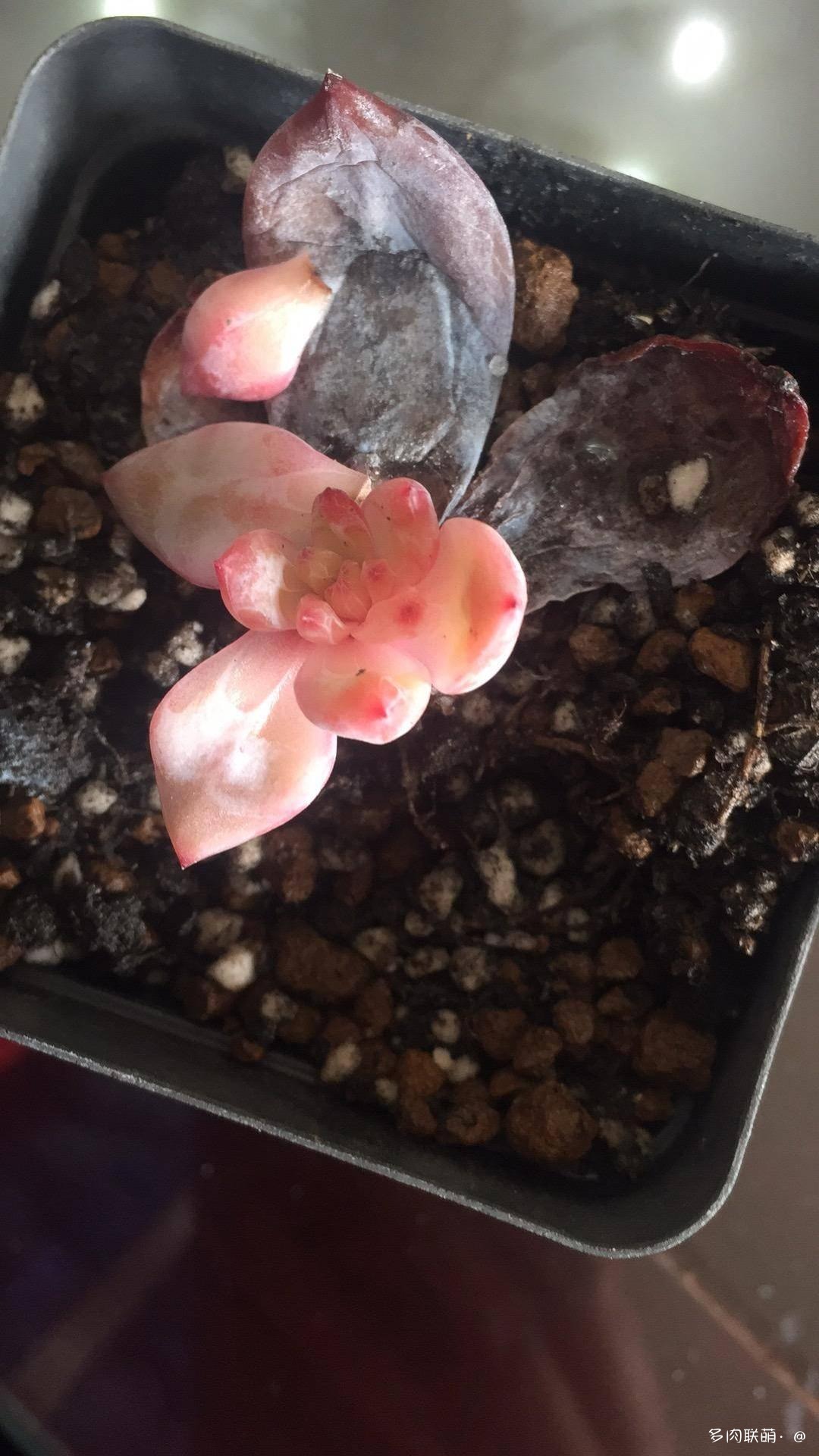 不管什么多肉都适合叶插吗,不管什么多肉都可以变老桩吗