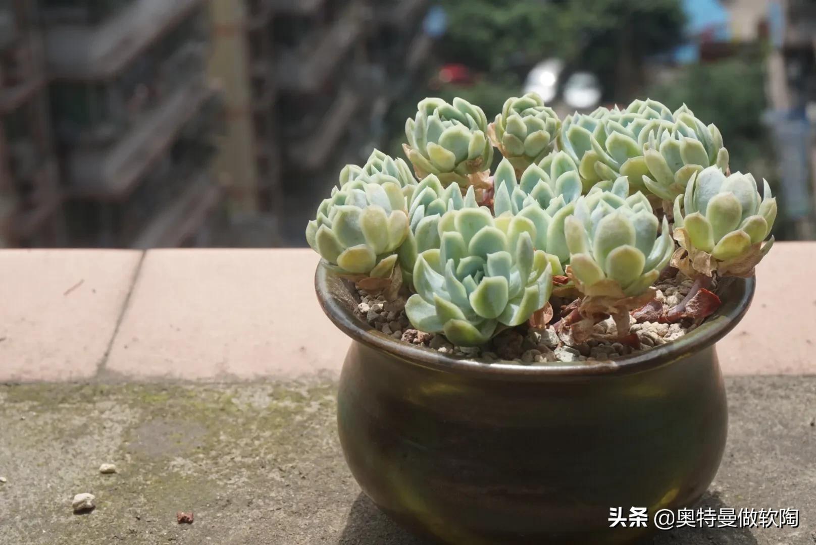 红檀多肉夏天怎么度夏,多肉乌木夏天好度夏吗